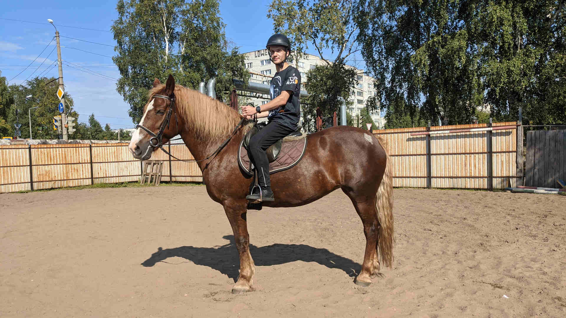 Horse 23