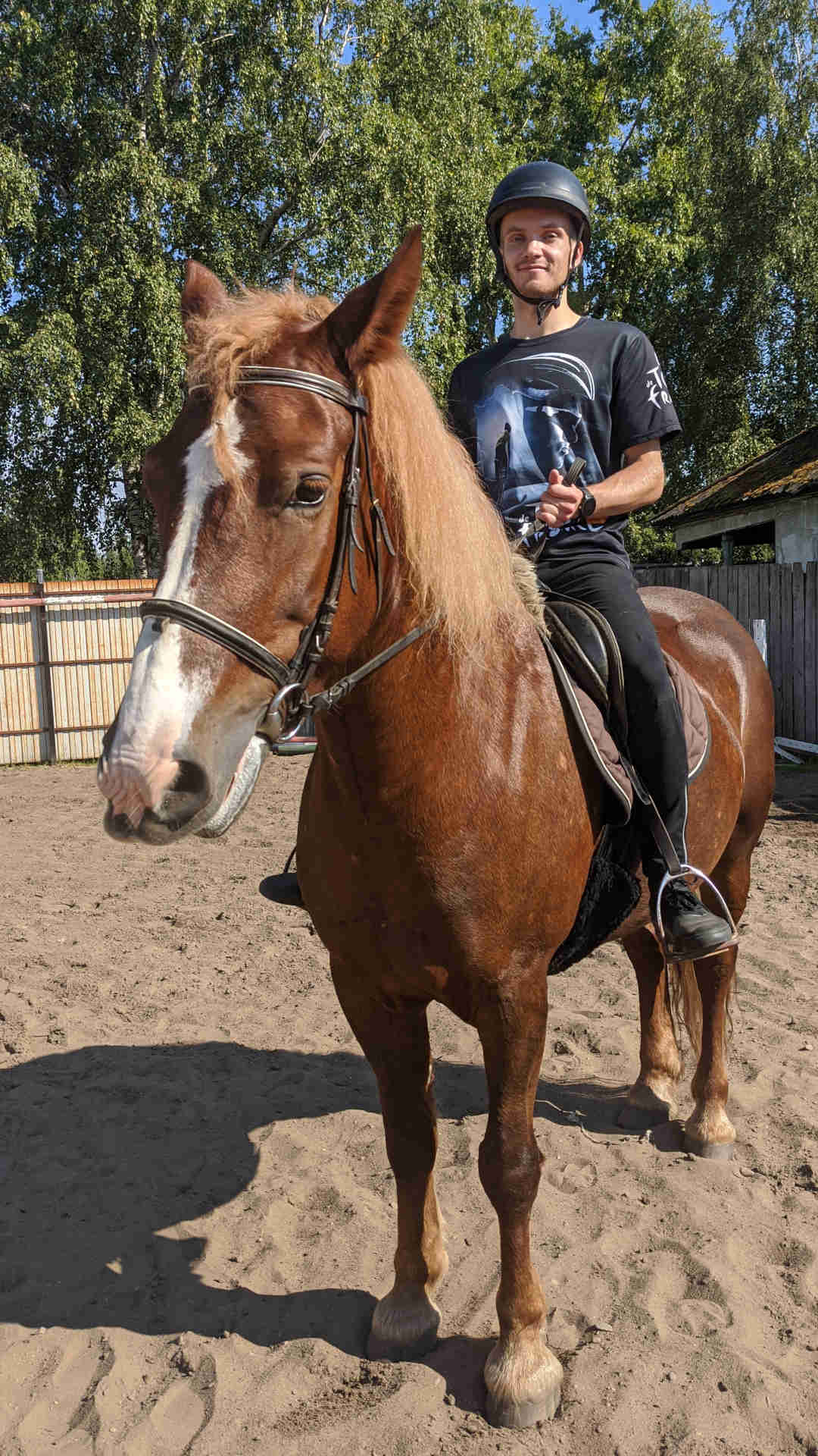 Horse 24