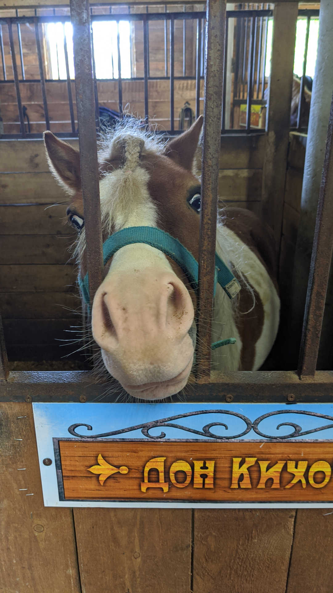 Horse 25